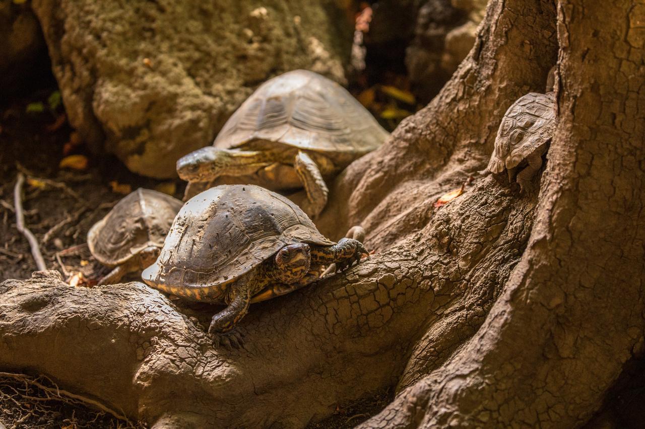 Hostal La Tortuga Booluda León Exteriér fotografie